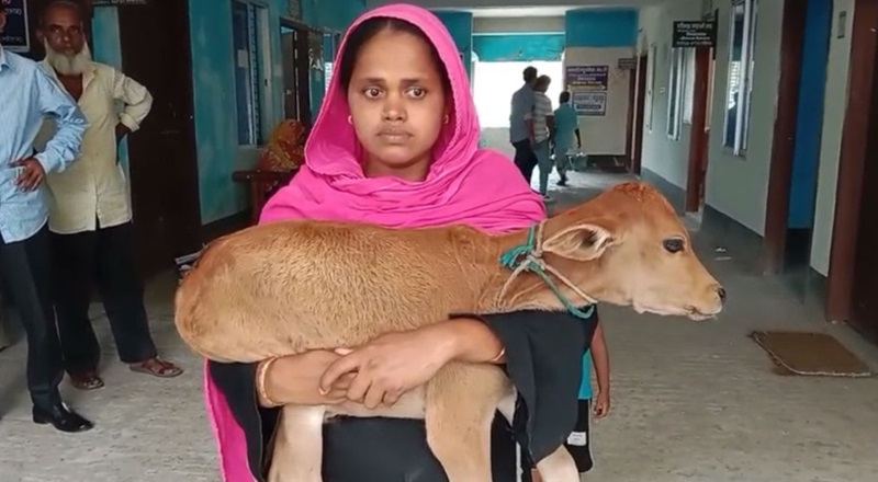 গাভি নিয়ে গেল বিএনপি নেতা, বাছুর নিয়ে আদালতে মালিক