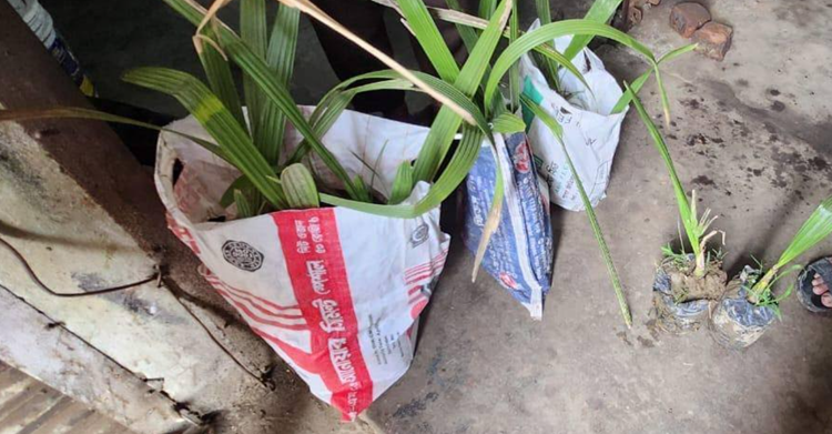 তালগাছ বিপন্নের অপরাধে ২০টি চারা তালগাছ রোপনের নির্দেশ ইউএনও’র