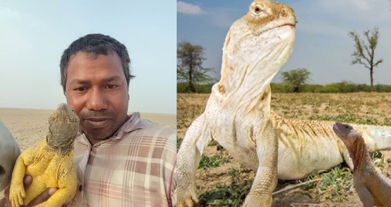 সান্ডা সম্পর্কে কি জানেন আপনি?