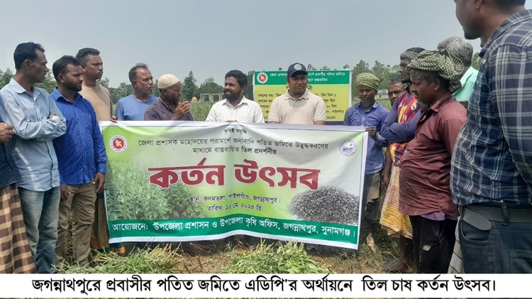 জগন্নাথপুরে প্রবাসীর পতিত জমিতে এডিপি’র অর্থায়নে তিল চাষ