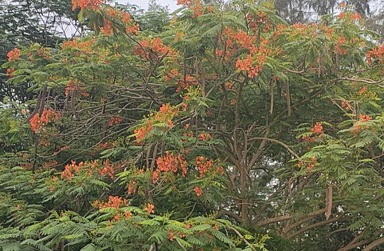 চুয়াডাঙ্গার দামুড়হুদার শিবনগর ডিসি ইকোপার্কে নয়নাভিরাম দৃশ্য