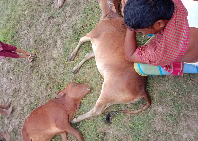 মনপুরায় বজ্রপাতে দুই গরুর মৃত্যু