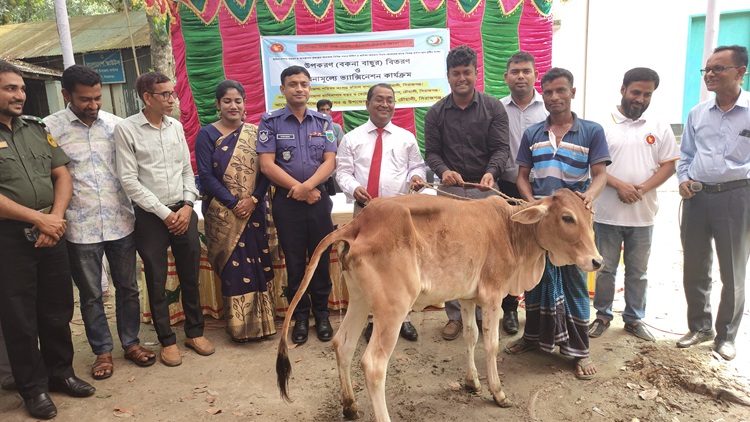 চৌহালীতে জেলেদের মাঝে ৩২টি বকনা বাছুর বিতরণ