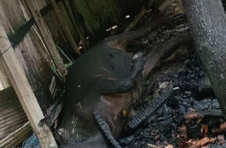 ফুলগাজীতে মশা তাড়াতে মারা পড়ল গরু
