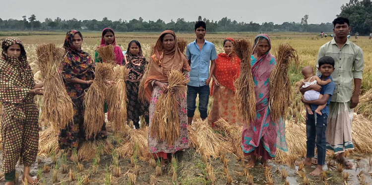 মান্দায় জমি সংক্রান্ত বিরোধে বিপাকে কৃষক; মাঠেই নষ্ট হচ্ছে ধান