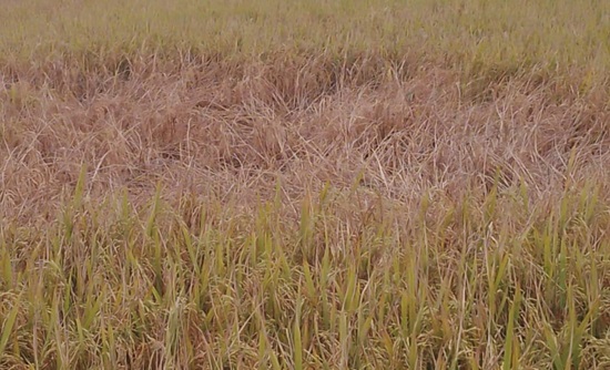 ধান গাছের কারেন্ট ও ব্লাস্ট পোকার আক্রমণে কৃষকরা দিশেহারা