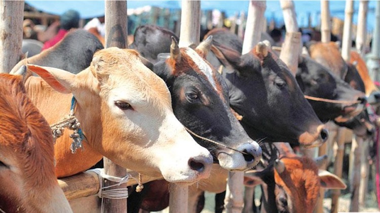 চট্টগ্রামে এবারও কোরবানি পশু সংকটের শঙ্কা নেই