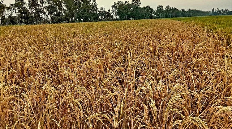 পত্নীতলায় বোরো ধানের জমিতে শত্রুতামূলক বিষ প্রয়োগ 