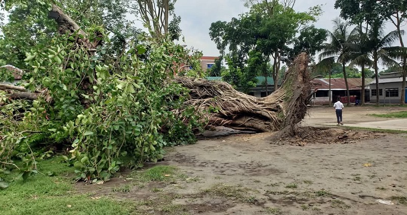 শতবর্ষীয় বটবৃক্ষের বিদায়: শেষ হলো একটি যুগের