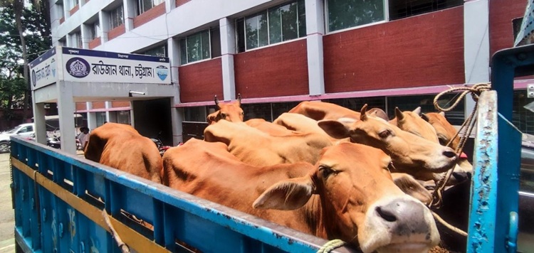 রাউজানে ট্রাকসহ ৮ গরু উদ্ধার