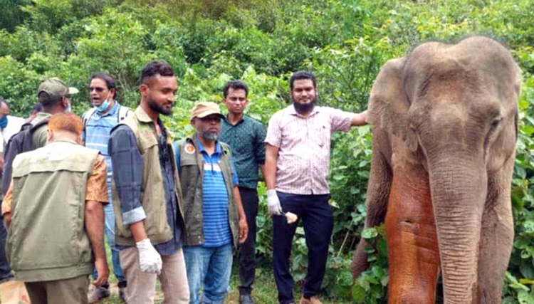 শেরপুর গারো পাহাড়ে অসুস্থ বন্যহাতির দ্বিতীয় দফায় চিকিৎসা সেবা    