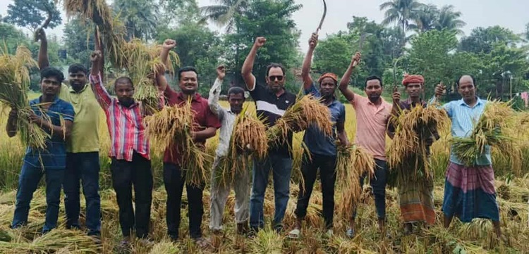 ভাঙ্গুড়ায় কৃষকের ধান কেটে দিলো কৃষকদলের নেতাকর্মীরা