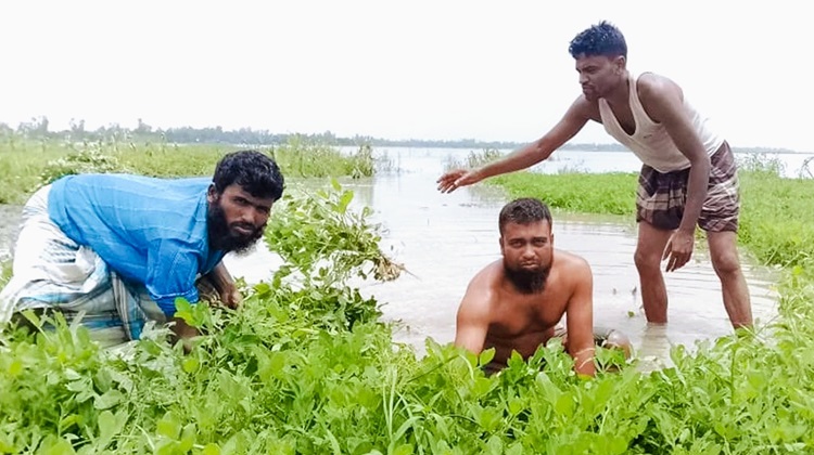 কুড়িগ্রামের নদ-নদীতে পানি বৃদ্ধি, তলিয়ে যাচ্ছে রবি শস্য