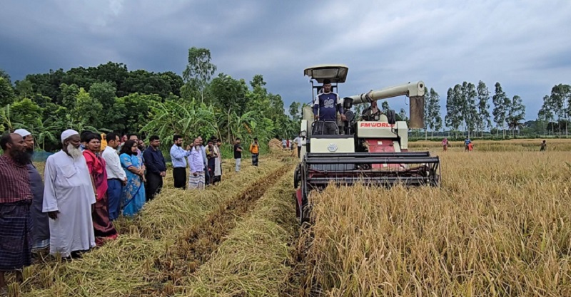 ফরিদপুরে সমলয় পদ্ধতিতে বোরো ধান কাটা শুরু
