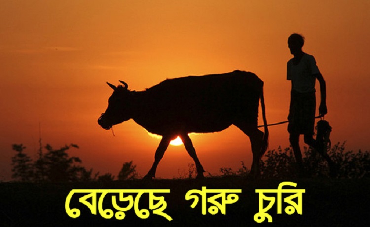 ঈশ্বরগঞ্জে একরাতে চার কৃষকের ১১ গরু চুরি 