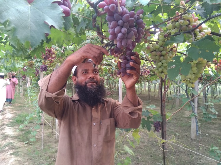 ঝিনাইদহে আঙ্গুর চাষে সফল কৃষক রশিদ