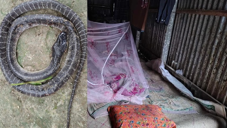 সাপের কামড়কে পিঁপড়ার কামড় ভেবে ঘুম, অঃপর মৃত্যু