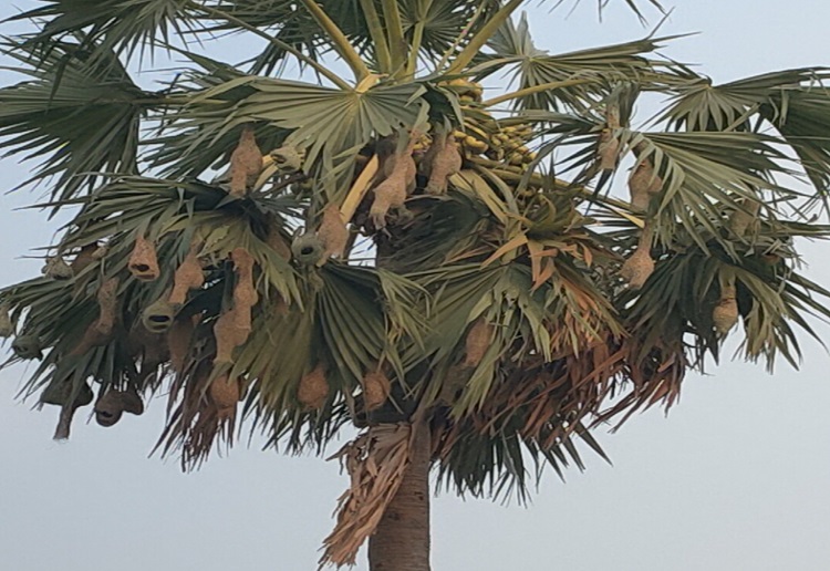 হারিয়ে যাচ্ছে শৈল্পিক বাবুই পাখি