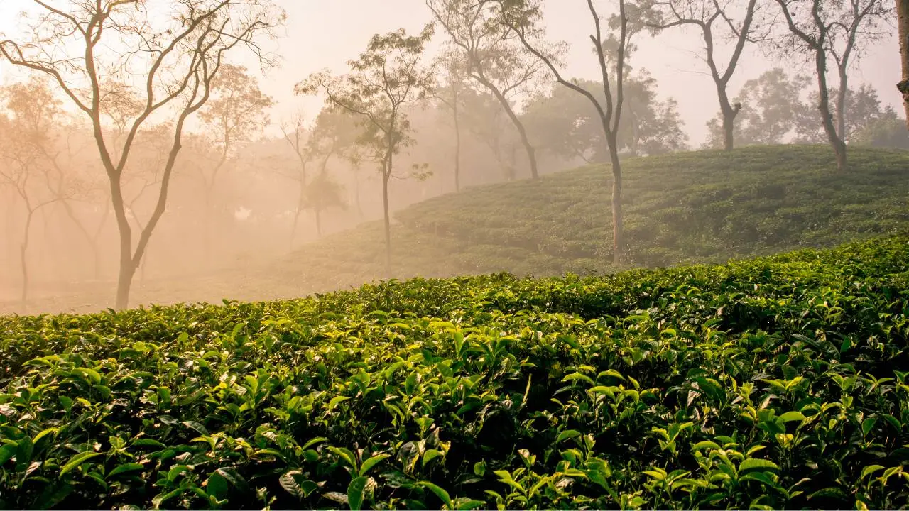 চা উৎপাদন কমলেও বেড়েছে রপ্তানি