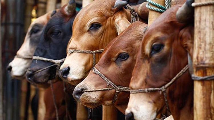রাজশাহীর কোরবানি বাজারে ১৭ লাখ অতিরিক্ত পশু