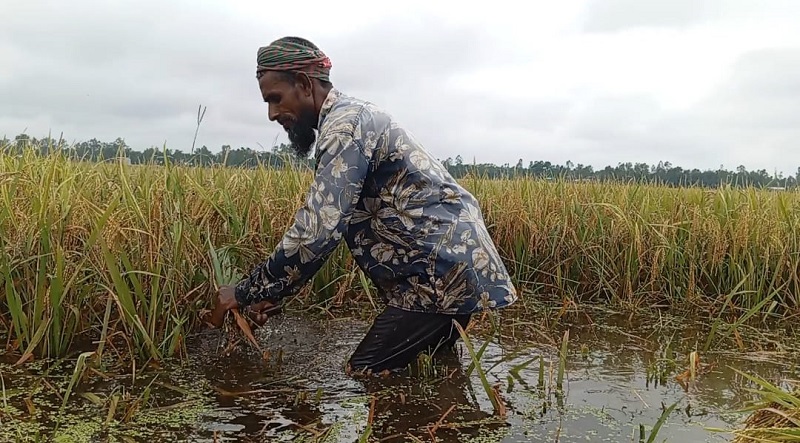 টানা বৃষ্টিতে ধান নিয়ে বিপাকে ভূরুঙ্গামারীর কৃষক