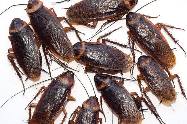 তেলাপোকার উপদ্রব কমাতে যা করবেন