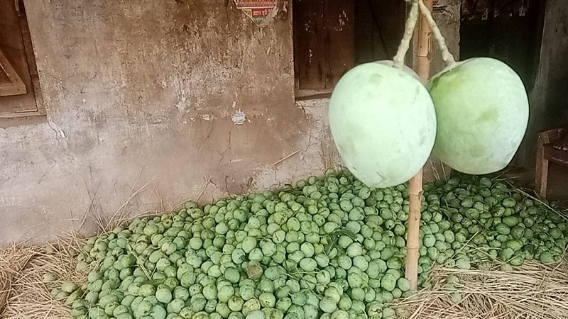সাপাহারে গুটি আম পাড়া শুরু