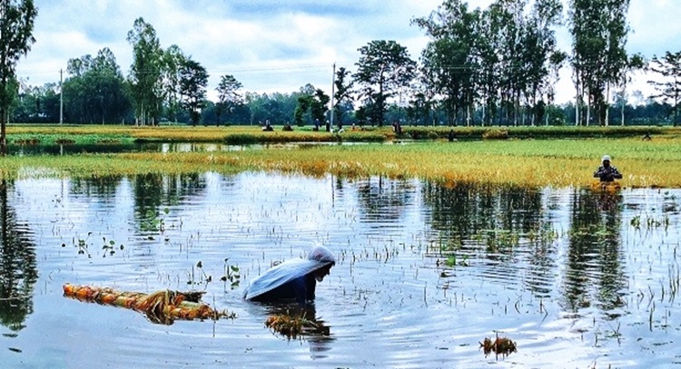 বৃষ্টি ও পাহাড়ি ঢলে তলিয়ে গেছে জমির ফসল, হতাশায় কৃষক