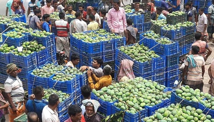পুঠিয়ায় বাণিজ্যিক ভাবে আম কেনাবেচা শুরু