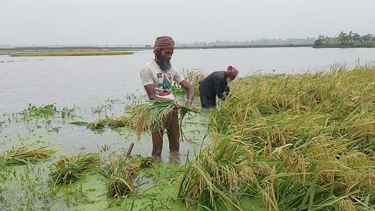 সোনাতলায় জলমহলে পাড় তোলায় ক্ষতিগ্রস্ত কৃষকরা
