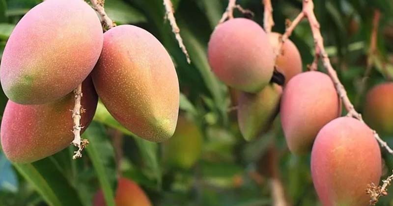 বাংলাদেশের আম যাচ্ছে চীন