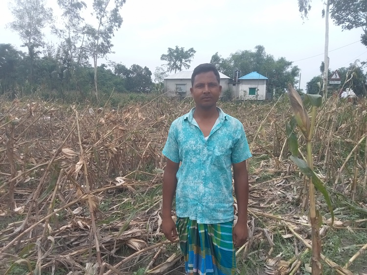 কিশোরগঞ্জে অতিবৃষ্টিতে ভুট্টা চাষে ব্যপক ক্ষয়ক্ষতি