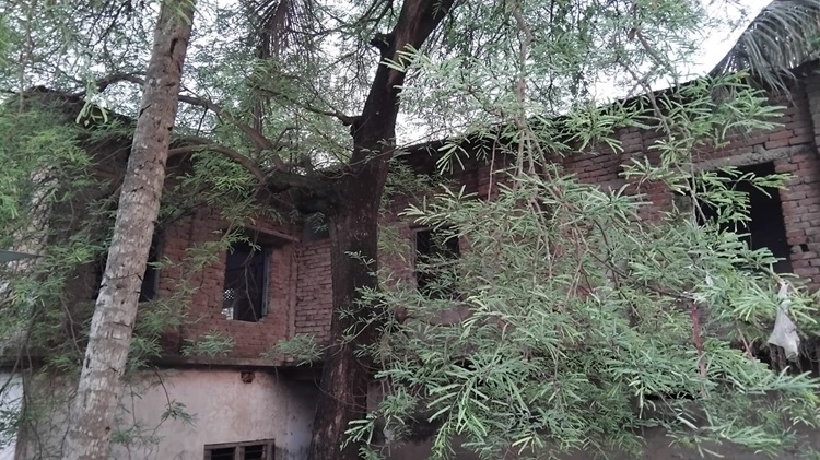 অবৈধভাবে গাছ নিলামে তুলল টেবুনিয়া ওয়াছিম পাঠশালা হাইস্কুল কর্তৃপক্ষ!