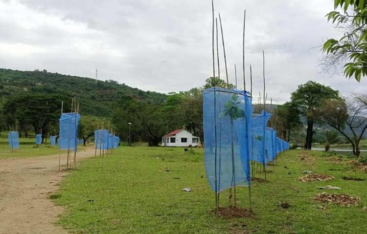 পাথর কোয়ারী থেকে নীলাদ্রি হাজারো গাছ