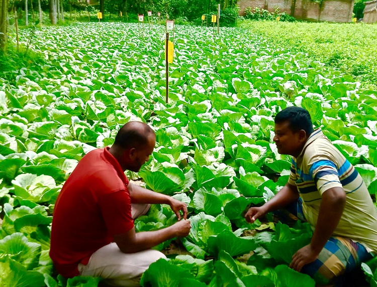 পার্বতীপুরে বাঁধাকপি চাষে রতন চন্দ্র রায়ের সাফল্য