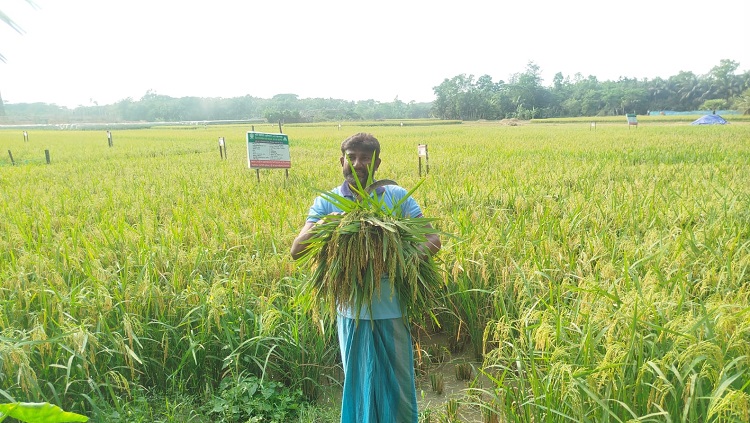 লক্ষ্মীপুরে বিষমুক্ত ধান উৎপাদনে কৃষকের সফলতা