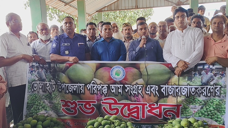 ভোলাহাট আম ফাউন্ডেশনের আম বাজারজাতকরণ শুরু