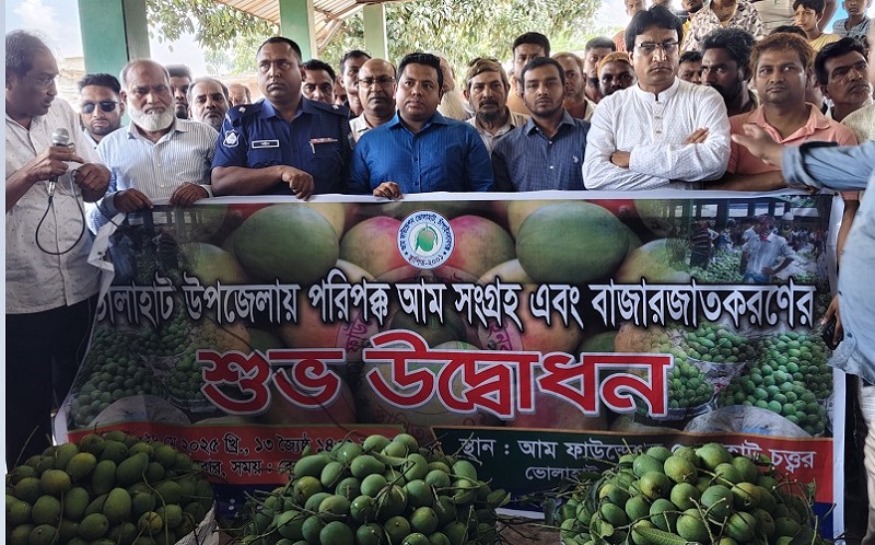 ভোলাহাট আম ফাউন্ডেশনের আম বাজারজাতকরণ শুরু