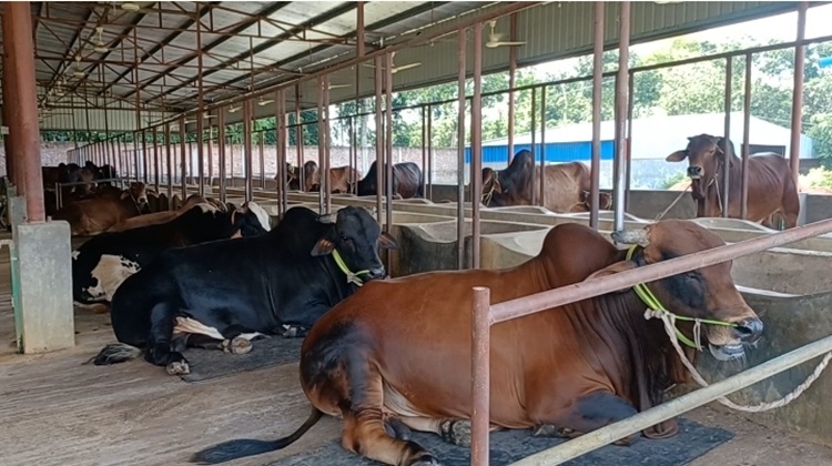 ঈদে চুয়াডাঙ্গায় বিক্রি হবে ১ হাজার কোটি টাকার পশু