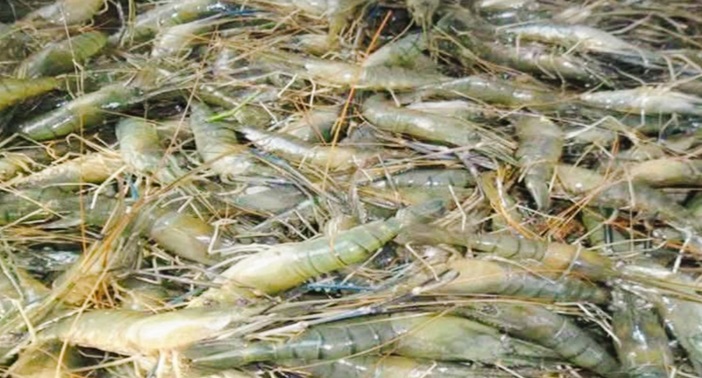 কুড়িগ্রামে গলদা চিংড়ি চাষে সফলতা