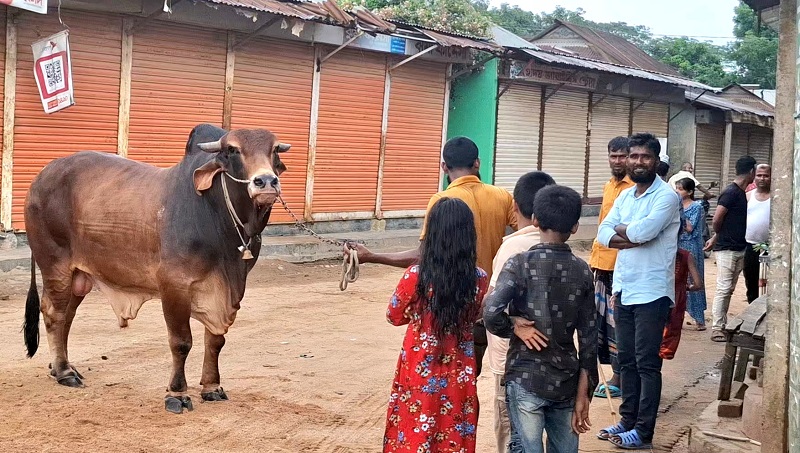 দুর্গাপুরে কোরবানির হাট কাঁপাতে প্রস্তুত ৩৪ মণ ওজনের ‘শান্তলাল’