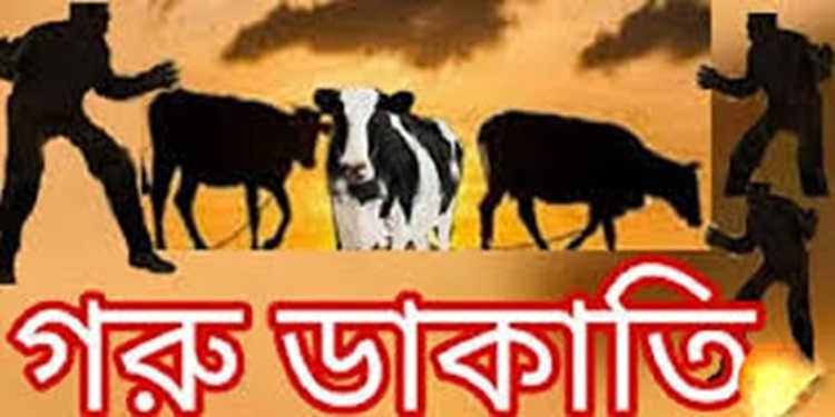 ঈশ্বরদীতে গরু বোঝাই ট্রাকে ডাকাতি, ১৭টি গরু লুট