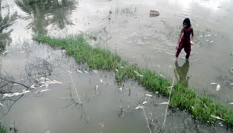 তালায় মাছের ঘেরে বিষ প্রয়োগে ৫ লক্ষাধিক টাকার ক্ষতি
