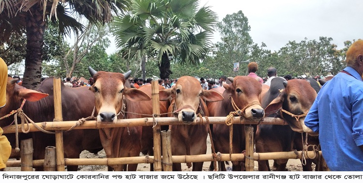 ঘোড়াঘাটে ঈদে কোরবানির জন্য প্রস্তুত ১৭ হাজার পশু
