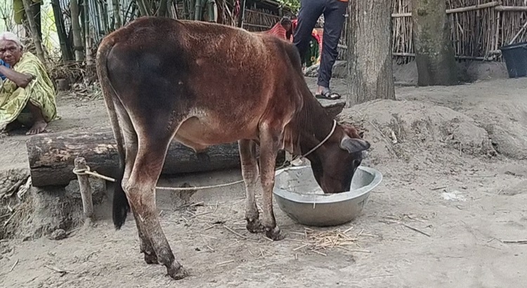বাগাতিপাড়ায় গরু বিতরণ প্রকল্পে হরিলুট!