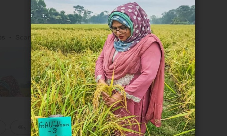 গাকৃবিতে সুগন্ধি জাতের নতুন ধান জিএইউ ধান-৩ উদ্ভাবিত