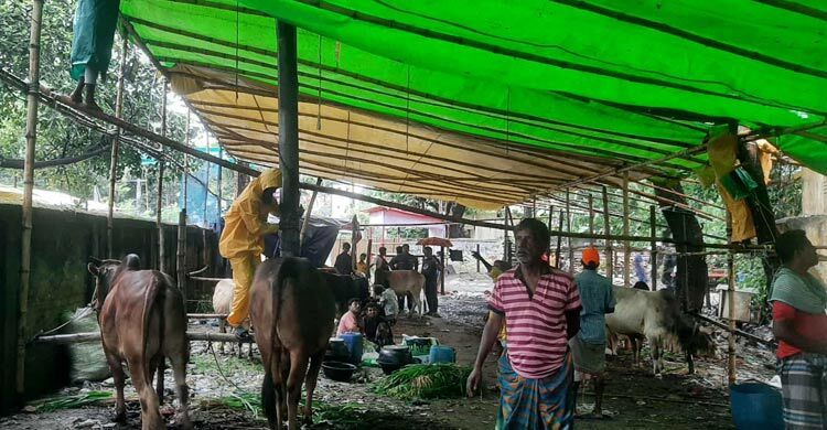 ঢাকার বাজারে কোরবানির গরু আসতে শুরু করেছে