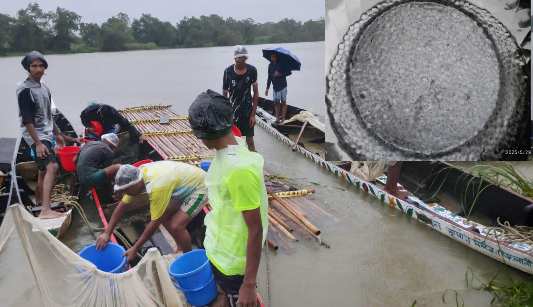 নিম্নচাপের মধ্যেই হালদায় ডিম ছেড়েছে মা মাছ
