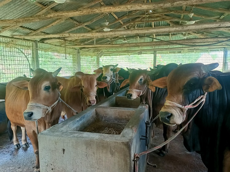 সাতকানিয়ায় গরুর খামারে বাড়ছে ক্রেতার সমাগম