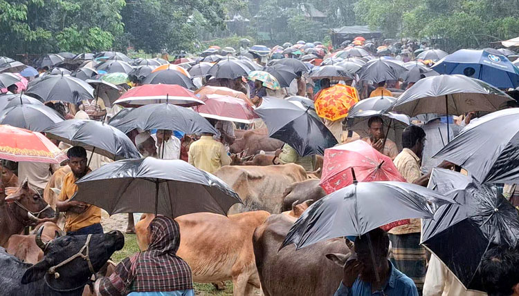 দুর্গাপুরে শিবগঞ্জ গরুর হাটে বিক্রেতারা এলেও ক্রেতা কম